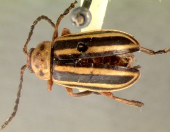 Media type: image;   Entomology 29037 Aspect: habitus dorsal view